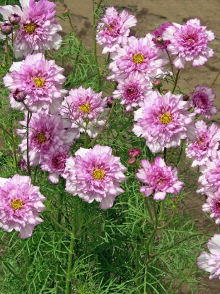 Picture of Cosmos - Double Click Bicolour Pink